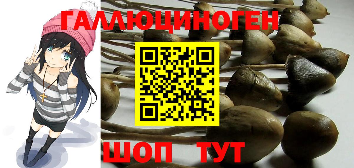 Галлюциногенные грибы Psilocybe Менделеевск
